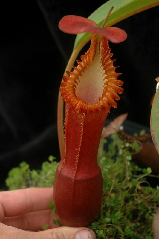 2012-4-11_Nepenthes%20045.jpg