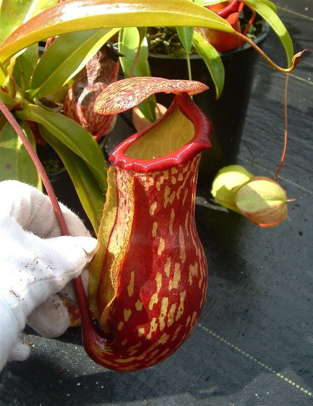 Nepenthes Hybrids For Sale