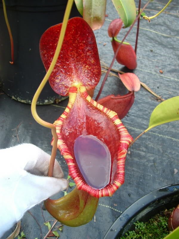 Nepenthes Rooted Cuttings