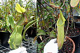 Nepenthes Bach N.spathulata x (fusca x veitchii) Large